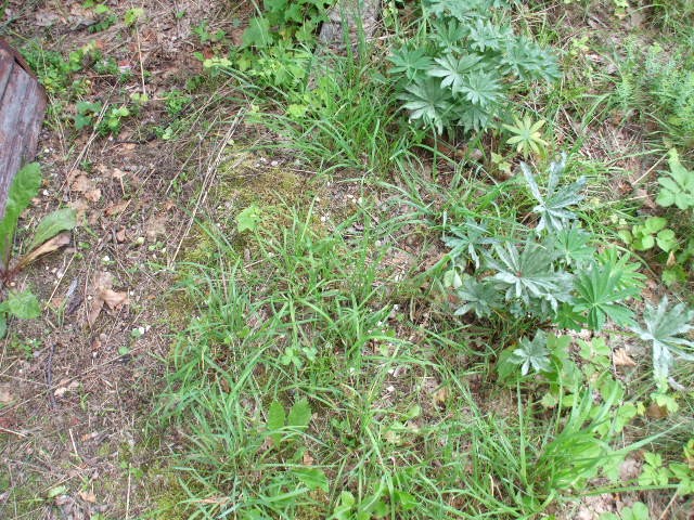  NN Legnica - Grobonet - Wyszukiwarka osób pochowanych