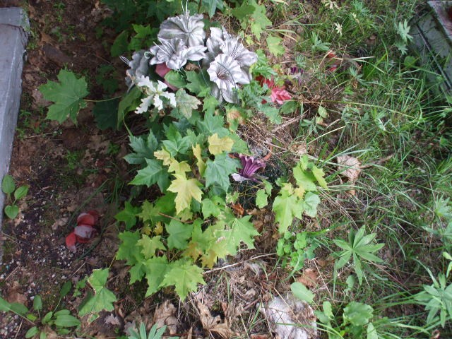  NN Legnica - Grobonet - Wyszukiwarka osób pochowanych